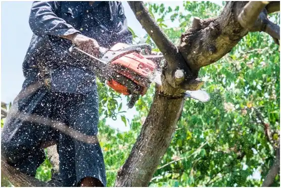 tree services Oregon